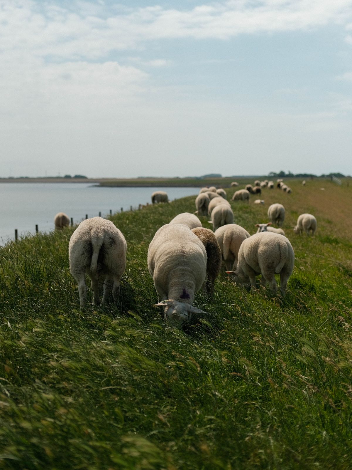 Groetjes van Texel