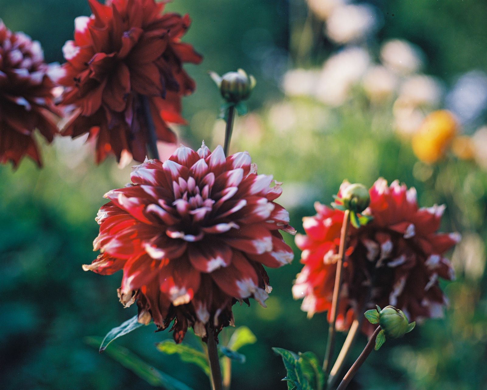 Dahlia's