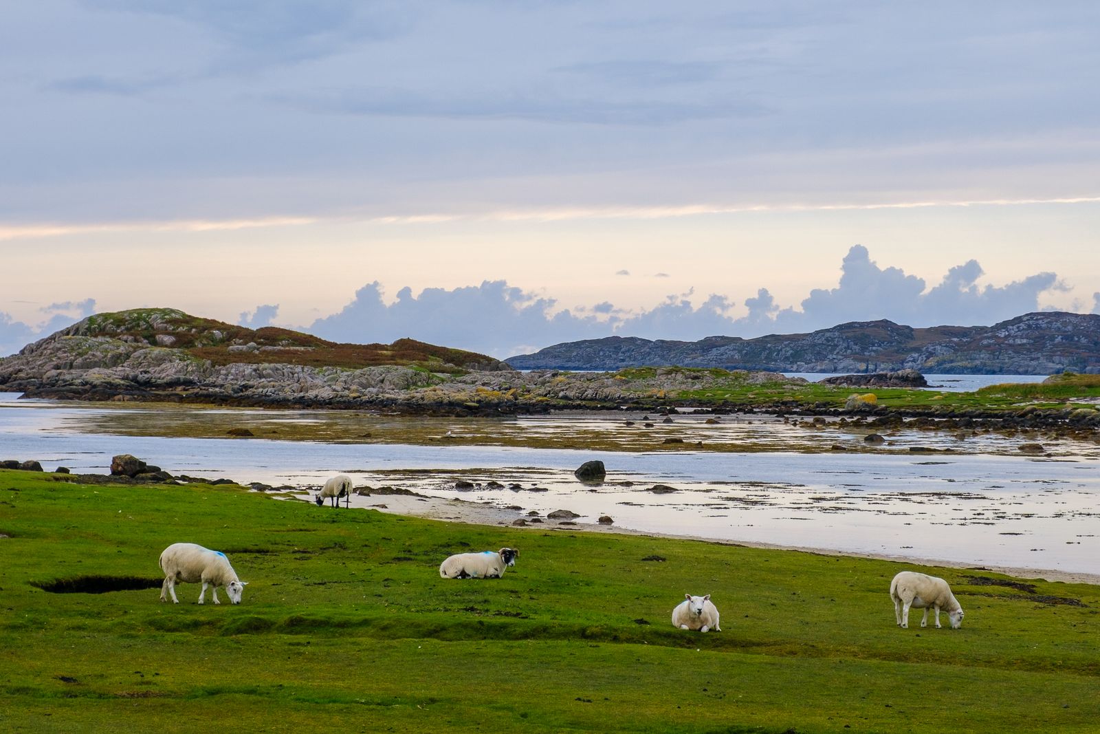 Schapen aan Zee